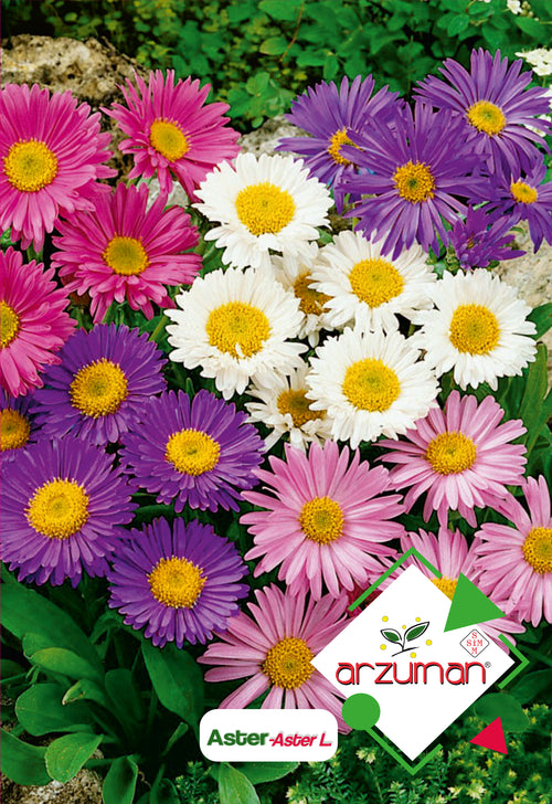 Aster