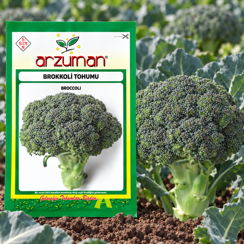 Brokoli tohumu paketi ve yetişmiş brokoli